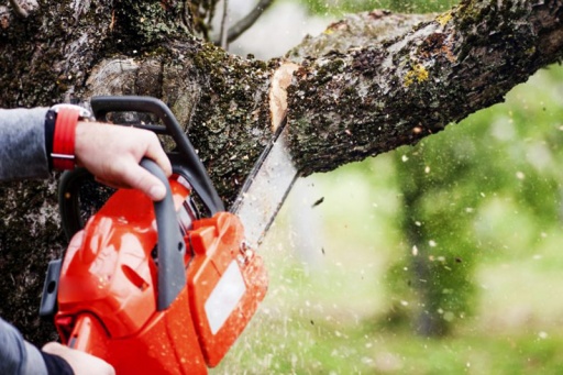 Работы по устранению аварийных деревьев в некрополях Нижнего Новгорода