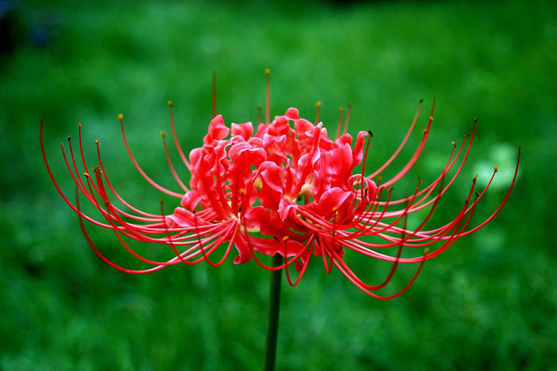 Японский «цветок смерти» 