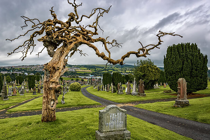 Деревья на кладбище