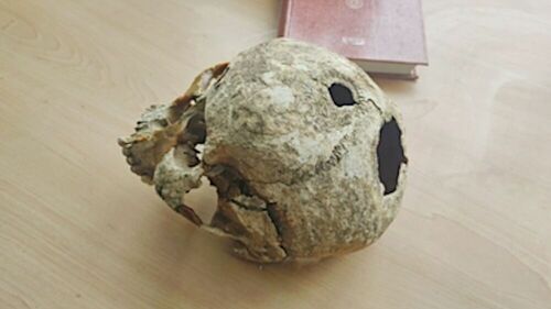 Археологи обнаружили уникальный череп в древнем захоронении в Нижегородской области